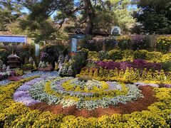 公園の一角ではちょうど菊の展示会が行われていました。
様々な形に彩られている菊がとてもきれいです。