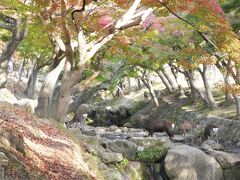 吉城川の紅葉はもう少し先かな。