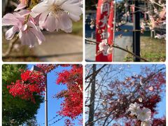 櫻岡大神宮　
七五三のお参りに来ている親子もチラホラ。
神社の参道に十月桜が咲いていました。
