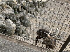 路線バスで終点の稲佐山公園で下車。なぜかニホンジカがたくさん飼育されていました。