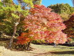 朝食は部屋で簡単に済ませたので、朝早く出発。
紅葉も色づきはじめています。