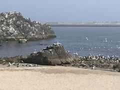 蕪島海水浴場すぐ隣にあるのですが、海水浴場で人間もいるのですが・・・
ウミネコさんの数の方が圧倒的に多いです　共存しているんですね
ウミネコさんに別れを告げて朝ごはんを食べに行きたいと思います
