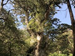 樹齢2000年から7200年といわれる縄文杉。やはり写真ではその大きさが伝わりません。正直言って実物を見てもほかの大杉と違い近くに寄れないので、あまり大きさの実感がわきません。
そうはいっても数千年前からそこにあった木。人々は狩猟採取して日々の糧を得、文字さえもなかった時代から生き続ける生命があることに不思議を感じました。