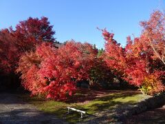 飯山駅で約2時間の待ち時間があったので、「飯山寺めぐり遊歩道」を散策。称念寺（もみじ寺）の紅葉が綺麗でした。