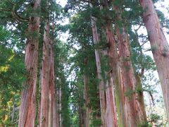 戸隠奥社は参道に沿って立ち並ぶ杉の木々が有名で、ここに杉が植えられたのは江戸時代初期。

今では400年の樹齢を誇る大杉が辺り一帯の空気を清浄に清めている。

