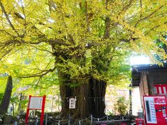 日枝神社に進むと御神木のイチョウの木が素晴らしい。