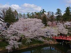 翌日訪れた弘前公園は桜満開でした。