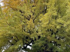 「国分寺の大イチョウ」

樹齢1250年、高さ28ｍ、国の天然記念物に指定されています。

葉全体が黄色くなるには、ほんの少し早かったようです。
１週間後のこのブログを書いている頃が、ちょうど見頃のようでした。
イチョウは、黄色い落ち葉の絨毯もステキですよね～
お掃除は大変でしょうけど、、、

