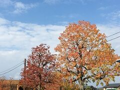 車で西山公園方面へ。思いがけず、紅葉した樹々に出会えました。