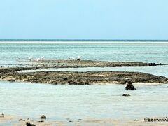 カイジ浜（皆治浜）⇒砂浜を北に歩く⇒星砂浜⇒砂浜を北に歩く⇒コンドイ浜⇒コンドイ園地