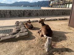 野良鹿がたくさんいますね！人間にも慣れており何か食べてる人がいたら寄ってきます