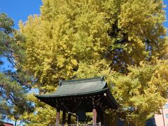 日が差してきて暖かくなってきたので
部屋で着替えて飛騨国分寺へ。
大いちょうの紅葉が美しい。