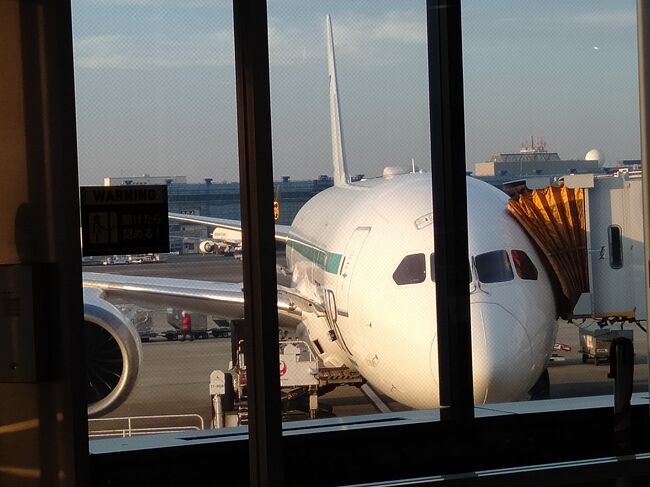 ZIP AIRの機材はJALのお下がりの７８７－８ですが、内装はやり直しているし、お客さんがほとんど乗ってないのでめっちゃ綺麗です。