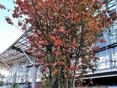 「道の駅川口あんぎょう樹里安」

屋外の植物販売コーナーです。
紅葉している大きな樹木も販売用に展示されています。