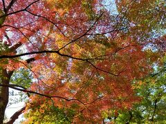 紅葉が美しい！
東京って実は整備された自然が豊富です。歳を重ねるごとにいいなあーと思います。