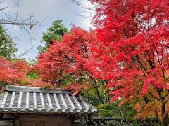 好古園の外側から紅葉を撮影しました(^^)

姫路城の西側、好古園の東側を歩いています(^^)