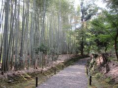 地蔵院の竹林