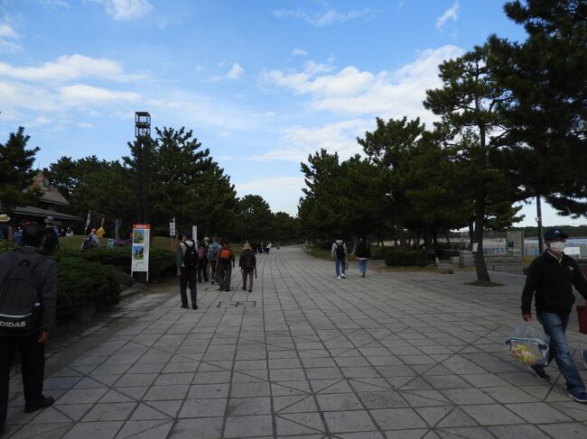 海の公園の遊歩道は、両側に松並木が並んでいました。<br /> 　　　 <br />