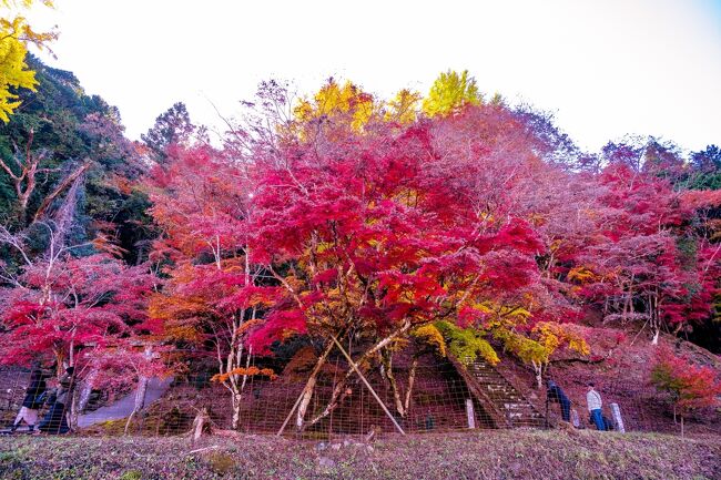 紅葉もみじ壺 中品盆栽：特選清玄もみじ 現品*紅葉 もみじ セイゲンモミジ