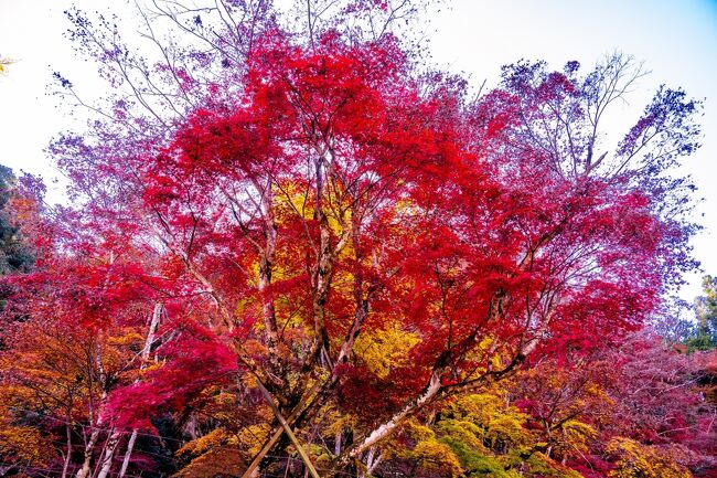 御霊もみじ 2021』耶馬溪・中津・玖珠(大分県)の旅行記・ブログ
