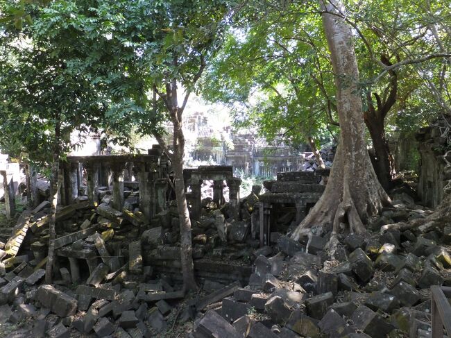 ガジュマルなどの木の根が伸びて、遺跡の崩壊が進んでいる。