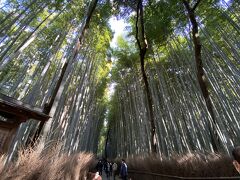 「竹林の道」
を通って