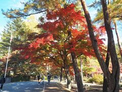 博物館へのアプローチから紅葉の並木道。色づきの良さに気分も上がります。