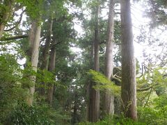 杉並木へ。昔の東海道。
こんなに草だらけだったのかなあ。
なお隣は国道なので静けさはないです。