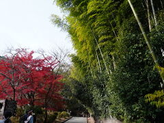 階段を登って、嵐山公園を抜け