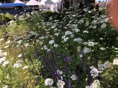 山下公園通りの植え込み、オルレアが素敵。