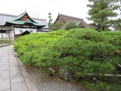 午後は大覚寺に向かいました。
876年に創建された真言宗寺院です。重要文化財のしん殿の各部屋の襖絵は四季を描いていて興味深く、正面に生えている右近の橘には黄色い実がなっていました。
山門入口では低く枝を広げた臥龍の松が出迎えてくれました。