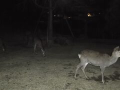 奈良公園の鹿に遭遇！