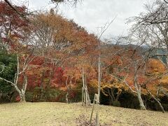 宿に荷物を置いた後、中千本散策。竹林院群芳園