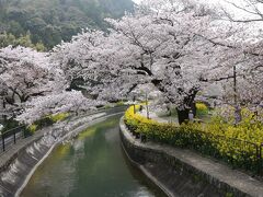 山科疎水の桜