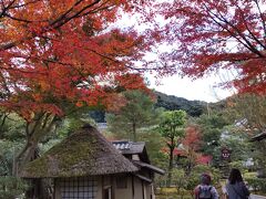 次に向かったのは高台寺。
紅葉は今が盛り！  時々強い風が吹くと、ハラハラと葉っぱが風に舞います。