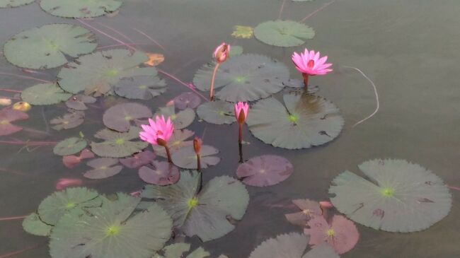 環濠には蓮の花<br />12月なのに日本との気候の違いを感じます。