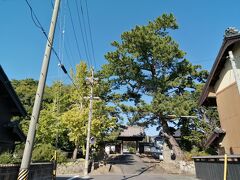 続いては安楽寺へ。
参道の松の木が素晴らしいです。