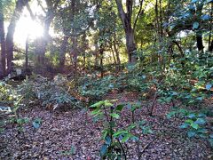 「新郷貝塚」

植木の街「安行」に意外な『貝塚』遺跡。
埼玉県指定史跡。