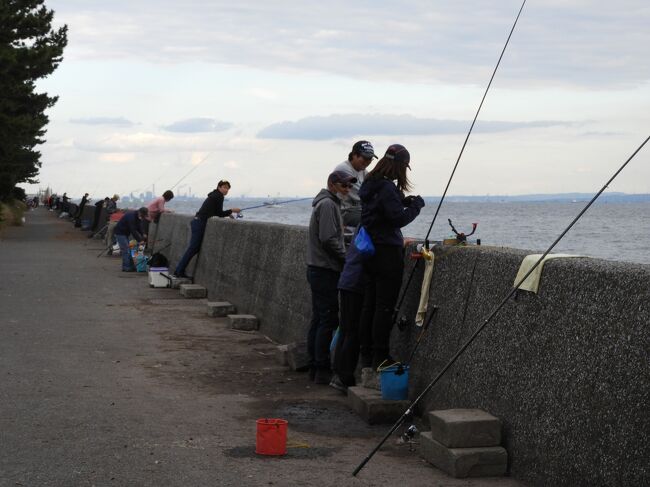 暫く遊歩道を歩いて行きましたが、絶え間なく釣り人が並んでいました。<br />　　<br /><br />この遊歩道を金沢シーサイドラインに沿って道なりに進むと、“市大医学部駅”に到着します。ここで解散してそれぞれ帰途につきました。<br />