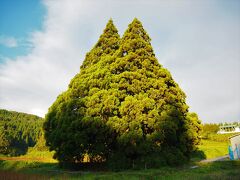 昼間最後見に行った「トトロの木（小杉の大杉）」から宮城県加美町方面へ