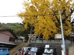 観音山フルーツパーラーから10分余りの所にある加茂神社

我々にとっては今月2回目です。

2週間で、真っ黄色に・・・
