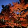 秋の午後、長岡京へ　八条ヶ池のひかりの京都と長岡天満宮錦景苑ライトアップ編