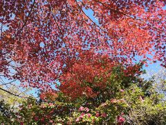 飛鳥山も紅葉しています。サザンカ？も綺麗に咲いています。