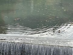 中ノ島から　阪急嵐山駅へ

鳥居本から　阪急電車　嵐山駅まで一人で
祇王寺・常寂光寺・天龍寺庭園の紅葉を見て2時間20分歩き続けました。
中ノ島橋から　水面に鴨が４羽　に癒されます。