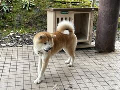 8時ホテル発。
9時前、田沢湖共栄パレス到着。
秋田犬のソラ君のお出迎え。