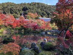 紅葉と極楽橋と放生池。いや～