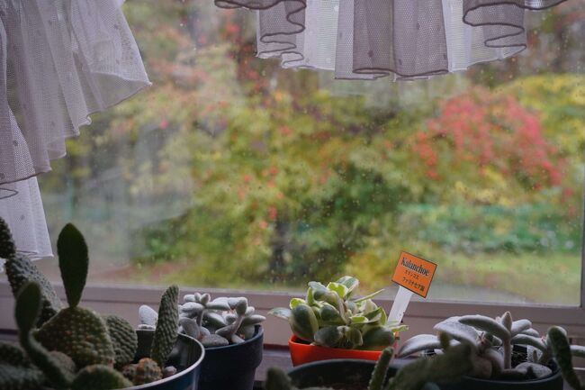 朝から食堂の窓に雨が当たっていました。