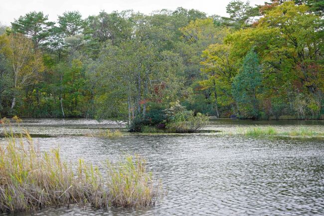 沼に風が吹いて水面が揺れています。<br />