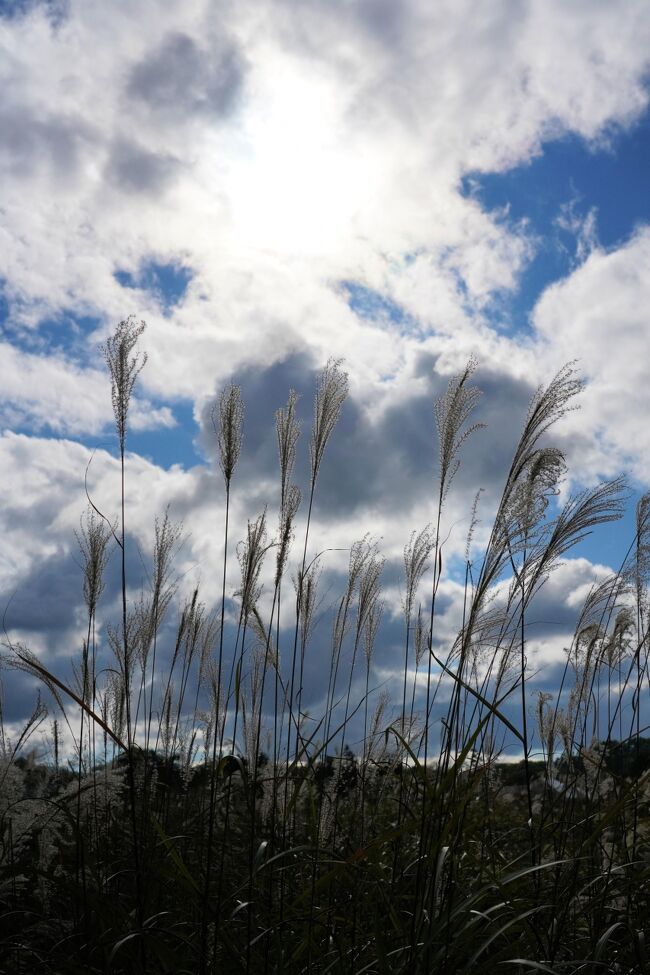 雲が多い天気ですが、ススキは元気です。<br />よくある感じの写真ですが・・・・。