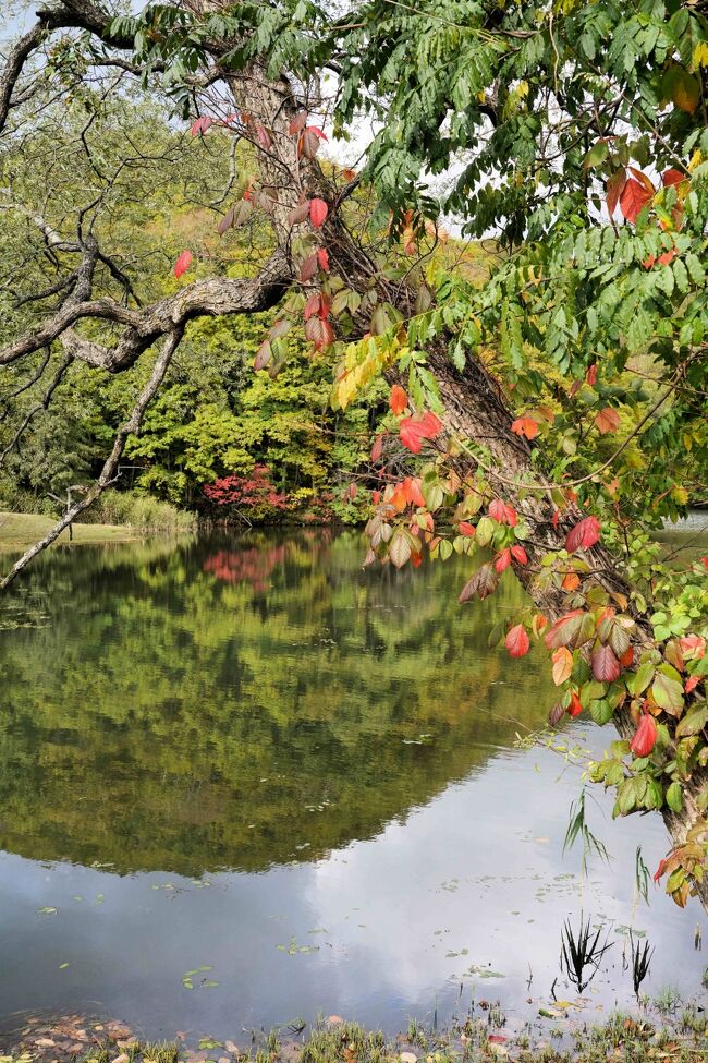 少しだけ赤い葉がありました。